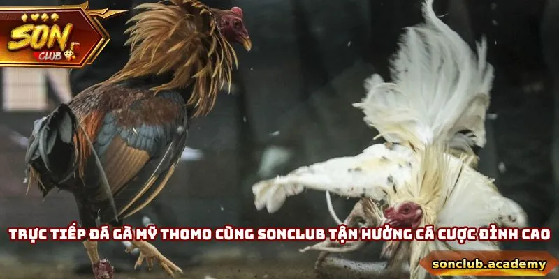 Trực Tiếp Đá Gà Mỹ Thomo - Tận Hưởng Kê Trường Đỉnh Cao